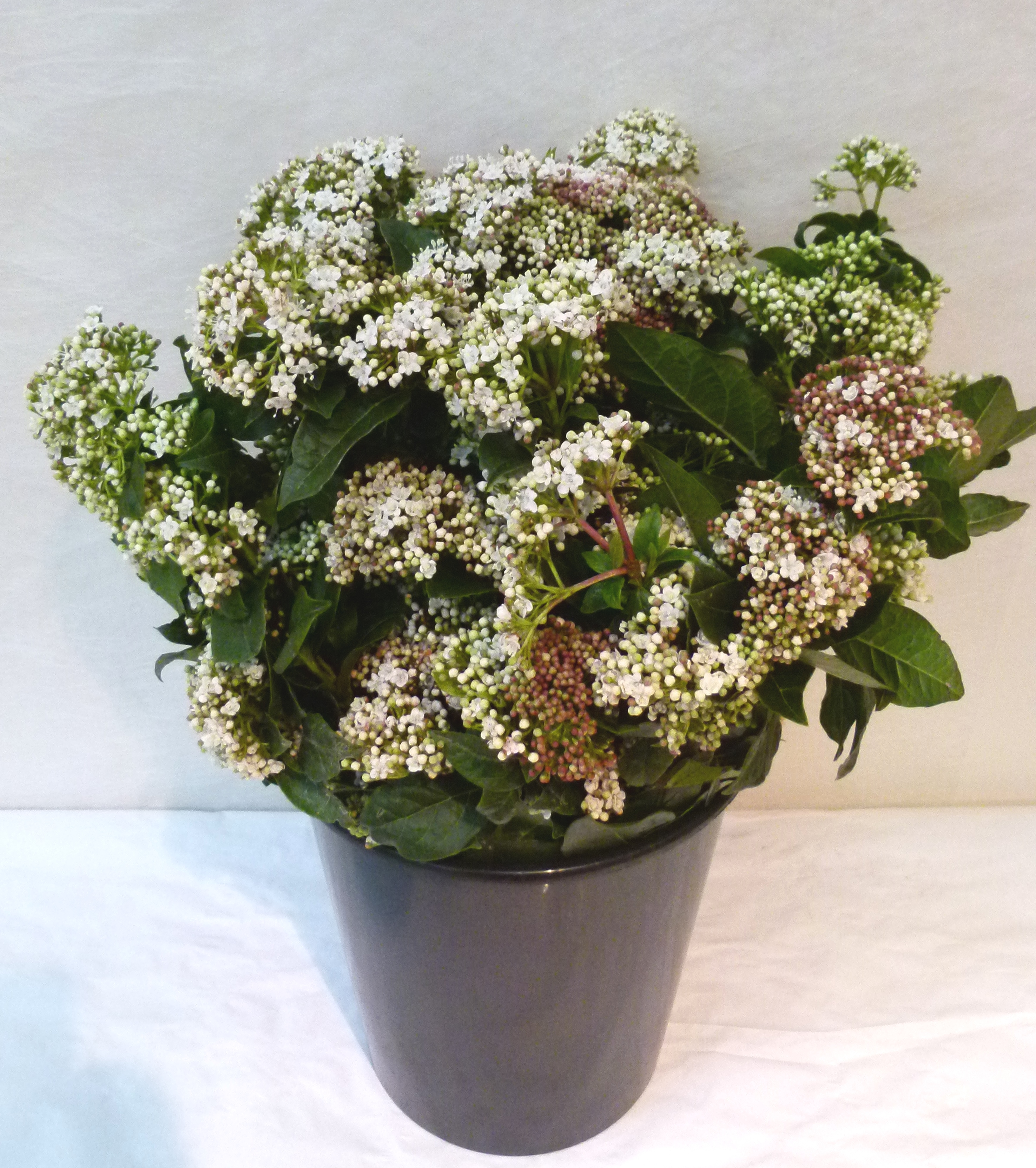 VIBURNUM TINUS la botte
